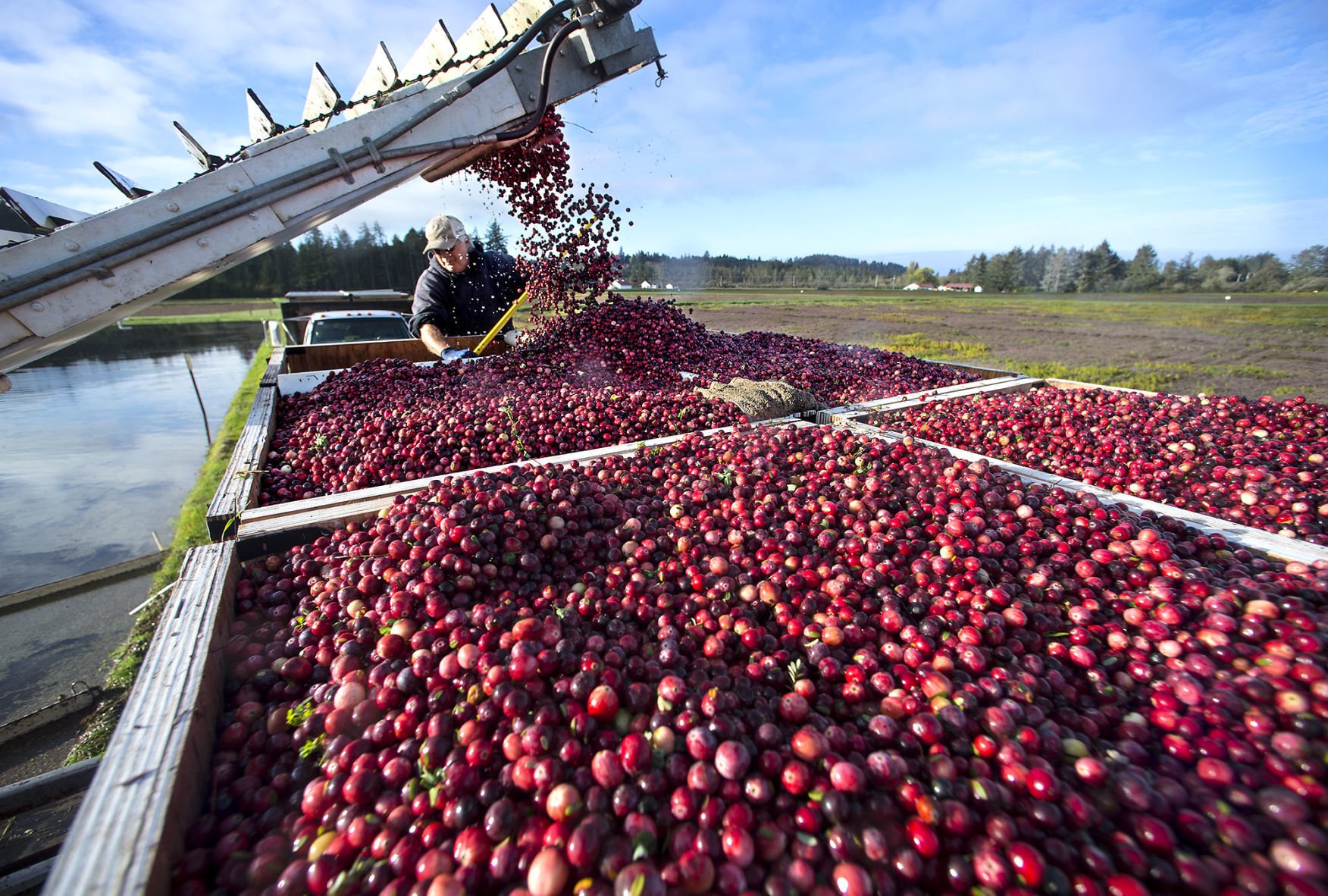Cranberries at the coast